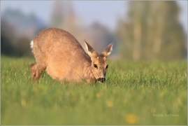 <p>SRNEC OBECNÝ (Capreolus capreolus) Šluknovsko - Jiříkov (European roe deer / Reh /European roe deer - Reh/</p>